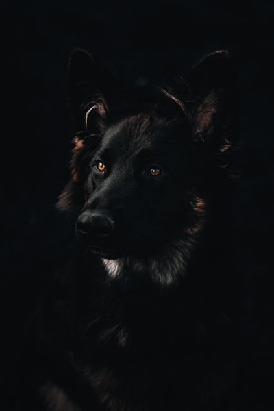 黑色长毛狗，黑色背景